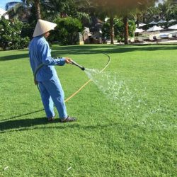 Duy trì việc tưới nước cho cỏ