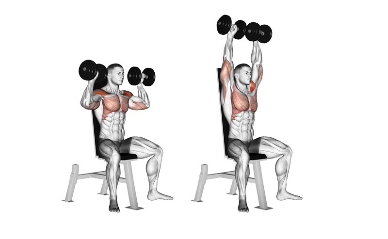 Dumbbell Shoulder Press là bài tập gym chủ yếu tác động lên lực vai